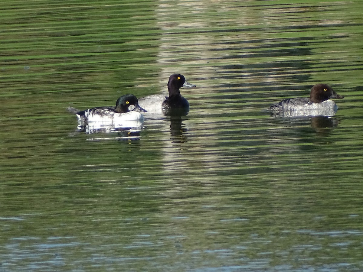 Common Goldeneye - ML644889042