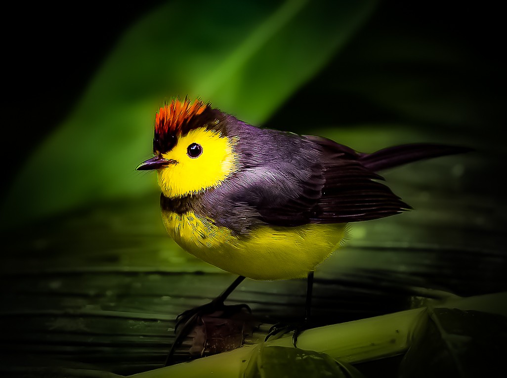 Collared Redstart - ML644889053