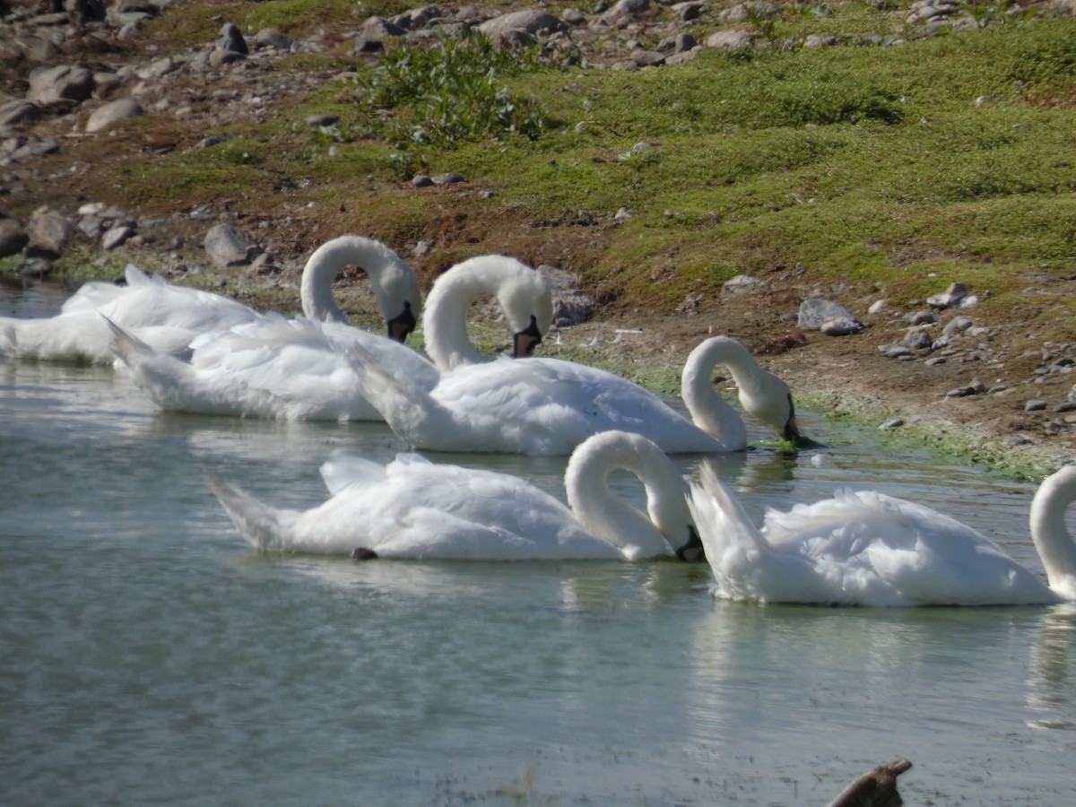 Mute Swan - ML644889059