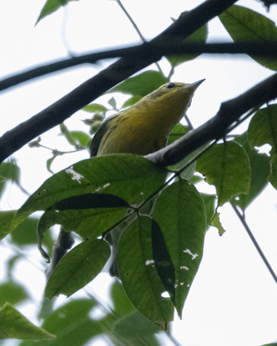 Blackburnian Warbler - ML644889060