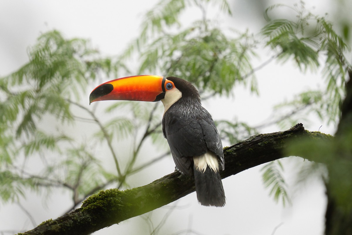 Toco Toucan - ML644889081
