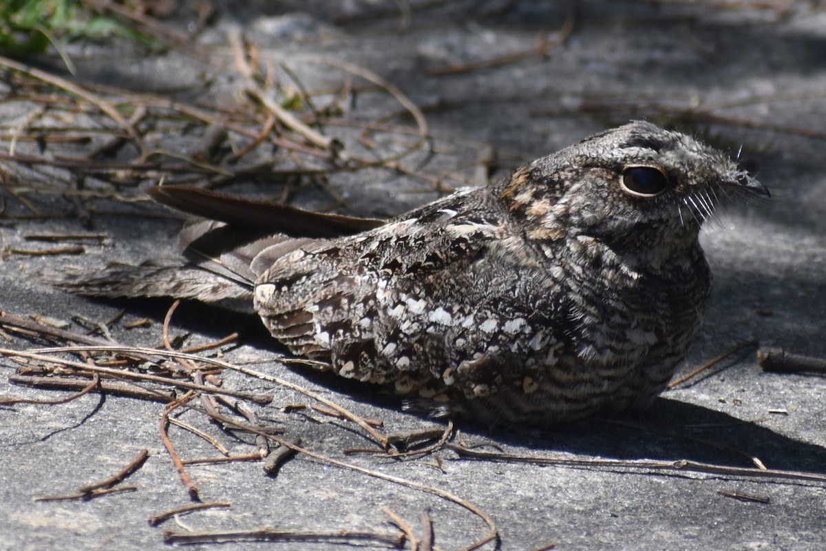 lelek nůžkoocasý - ML644889083