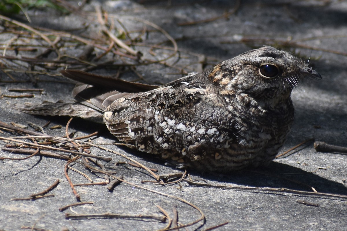 lelek nůžkoocasý - ML644889084