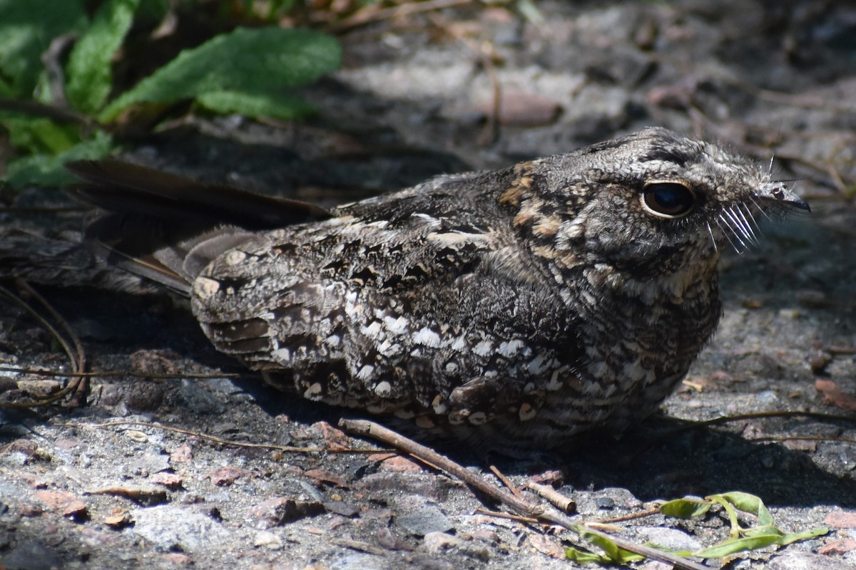 lelek nůžkoocasý - ML644889085