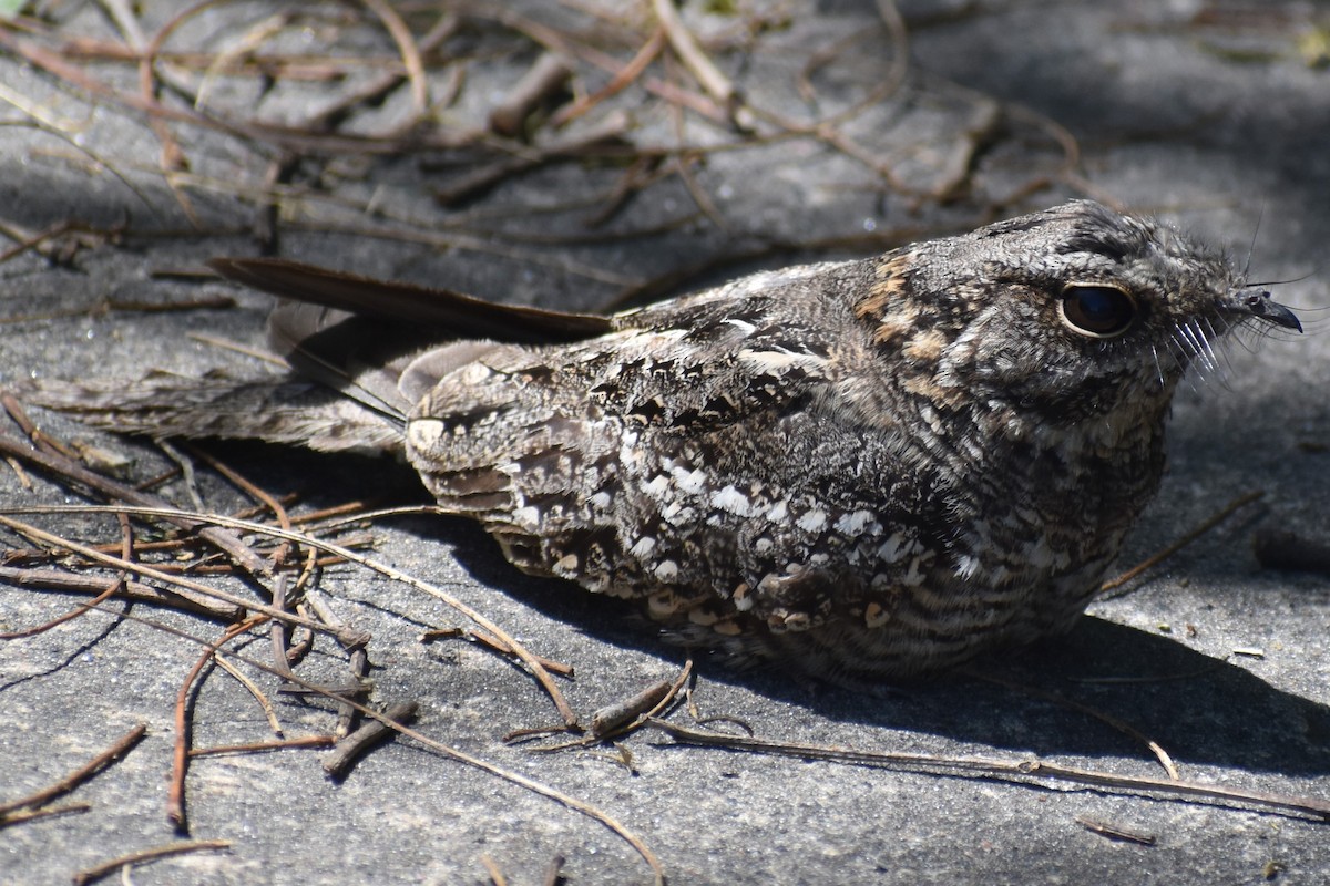 lelek nůžkoocasý - ML644889086