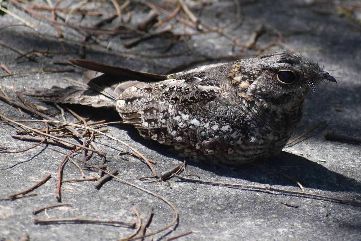 lelek nůžkoocasý - ML644889087