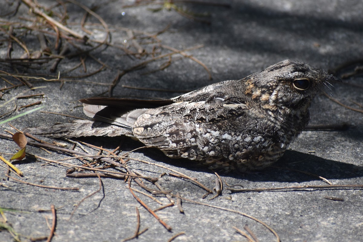 lelek nůžkoocasý - ML644889088