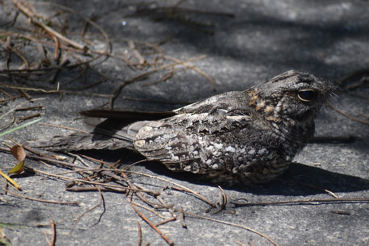 lelek nůžkoocasý - ML644889089