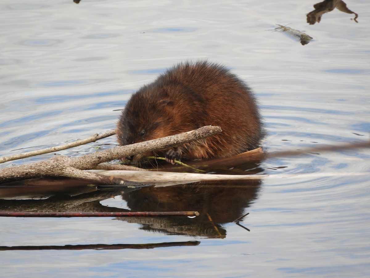 Muskrat - ML644889101