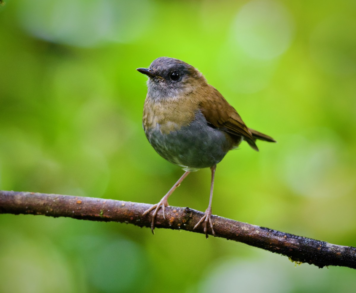 Black-billed Nightingale-Thrush - ML644889120
