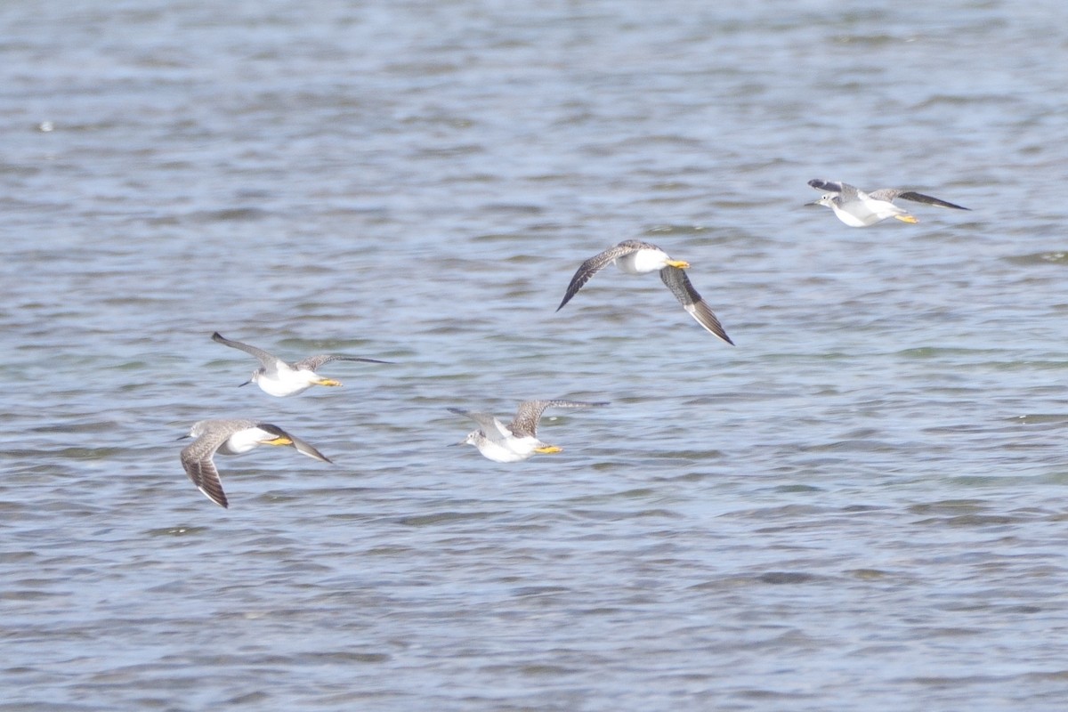 ביצנית צהובת-רגל/עקודה - ML644889129