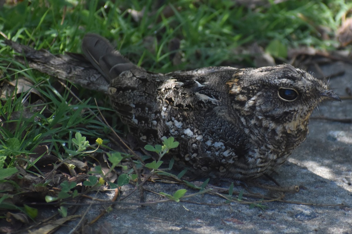 lelek nůžkoocasý - ML644889140