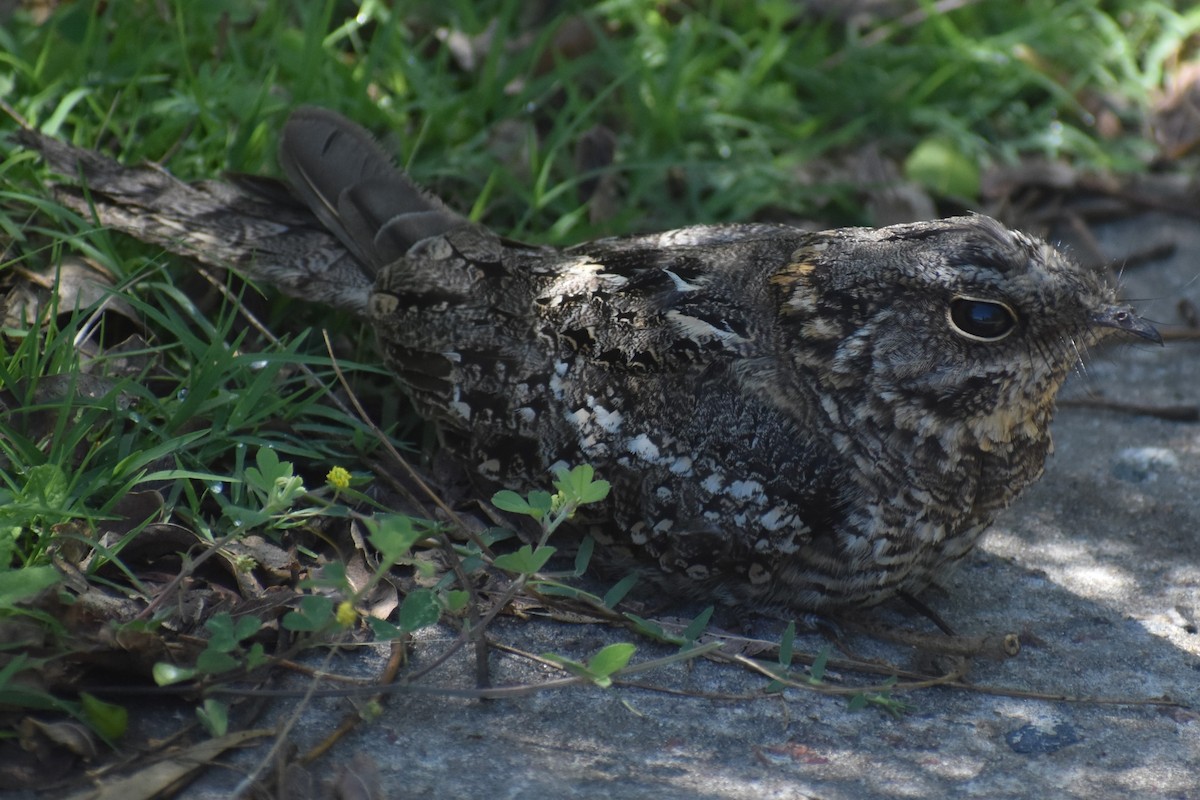 lelek nůžkoocasý - ML644889141