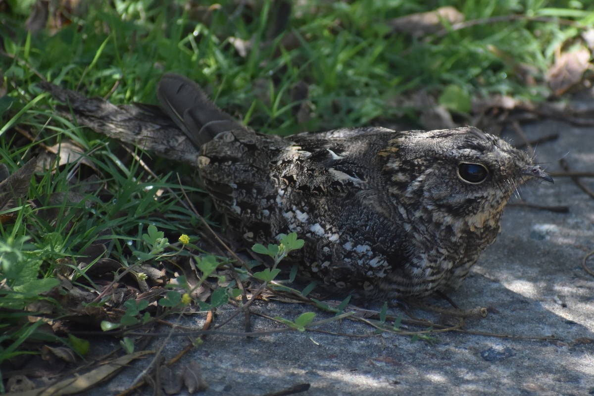 lelek nůžkoocasý - ML644889143