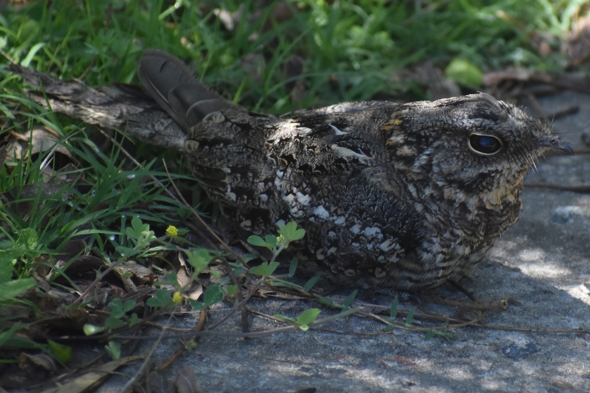 lelek nůžkoocasý - ML644889144