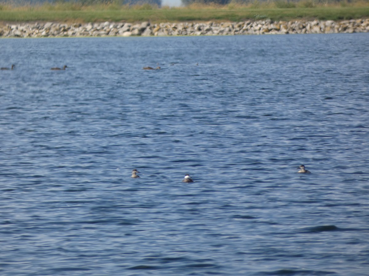 Ruddy Duck - ML644889147
