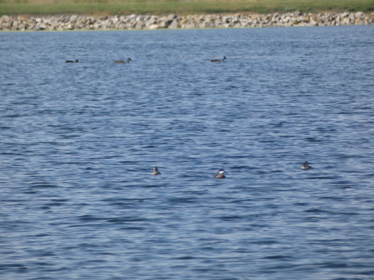 Ruddy Duck - ML644889148