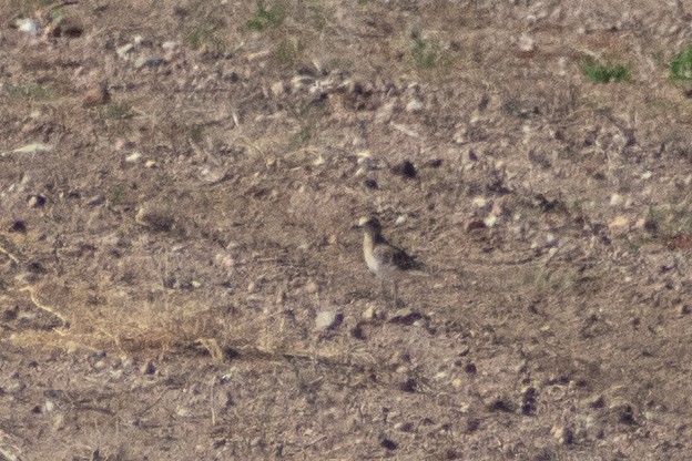 Mountain Plover - ML644889152