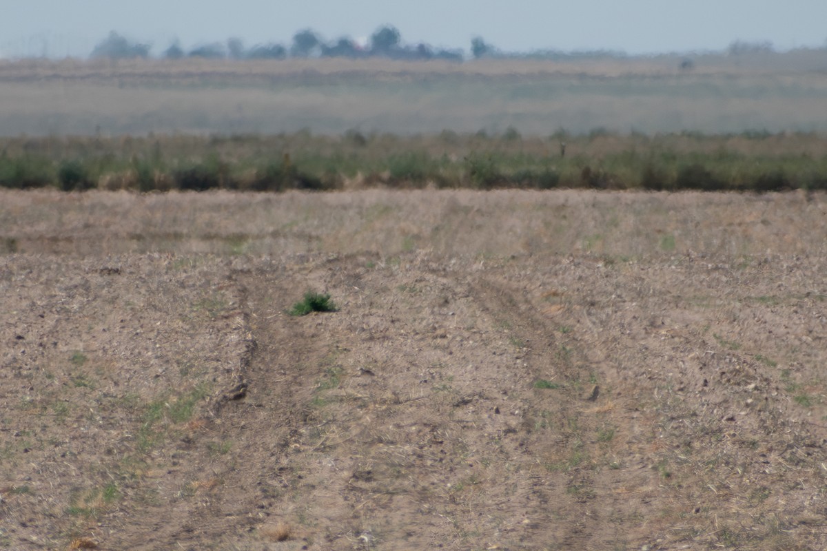 Mountain Plover - ML644889153