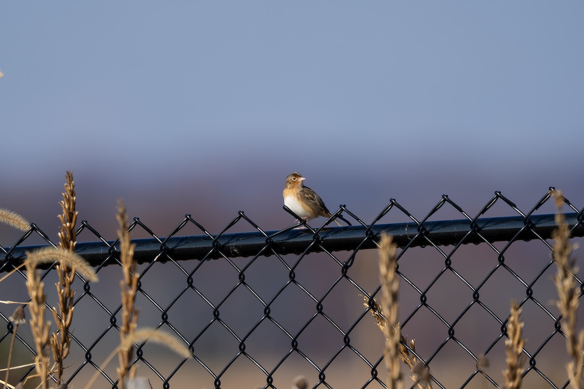 Grasshopper Sparrow - ML644889162