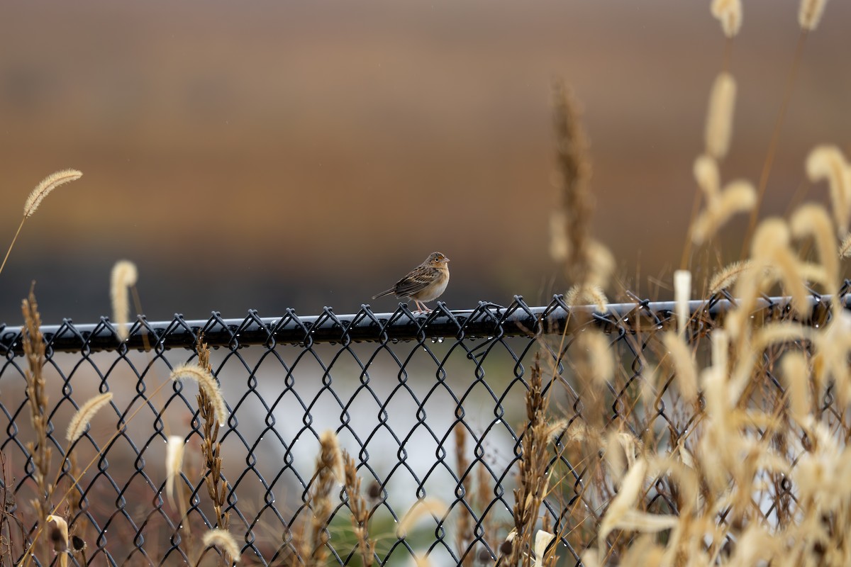 Grasshopper Sparrow - ML644889163