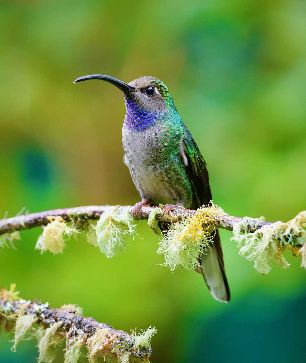 Violet Sabrewing - ML644889185