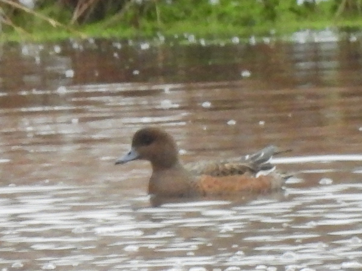 Eurasian Wigeon - ML644889188