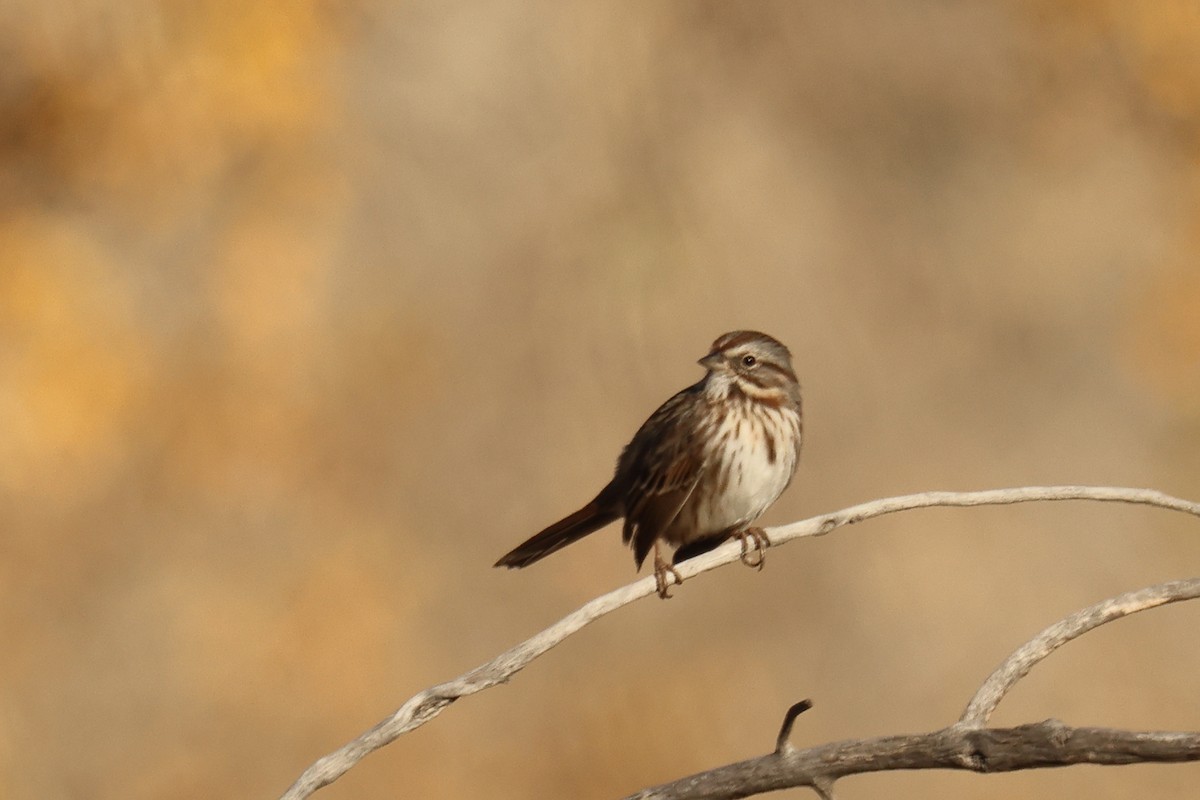 Song Sparrow - ML644889191
