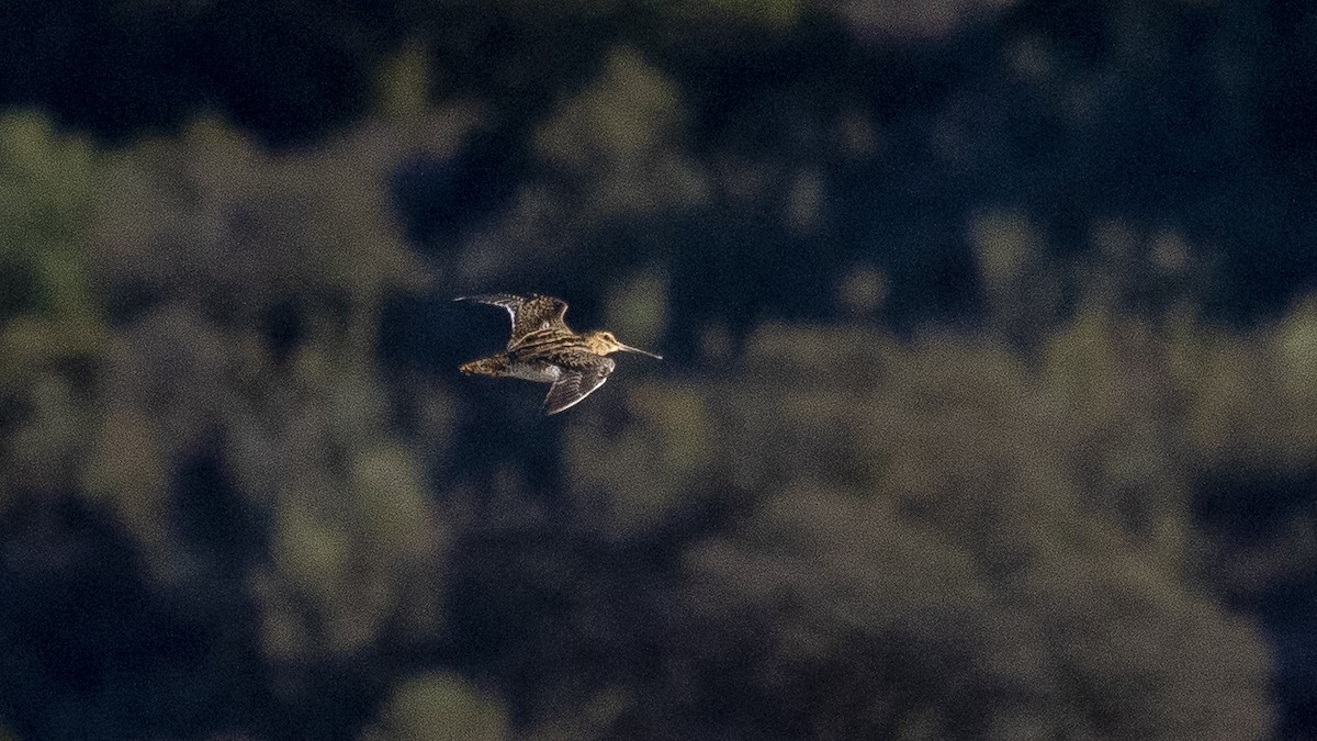 Common Snipe - ML644889194