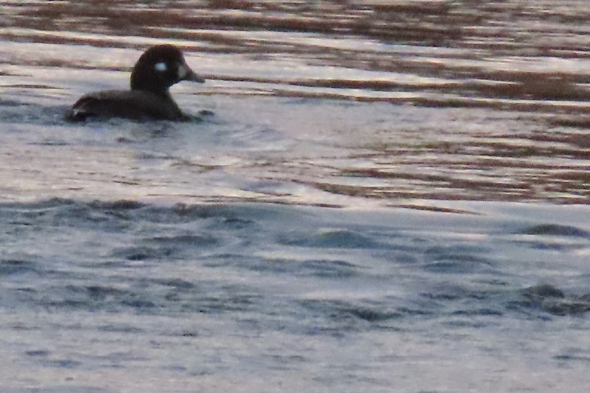 Harlequin Duck - ML644889198