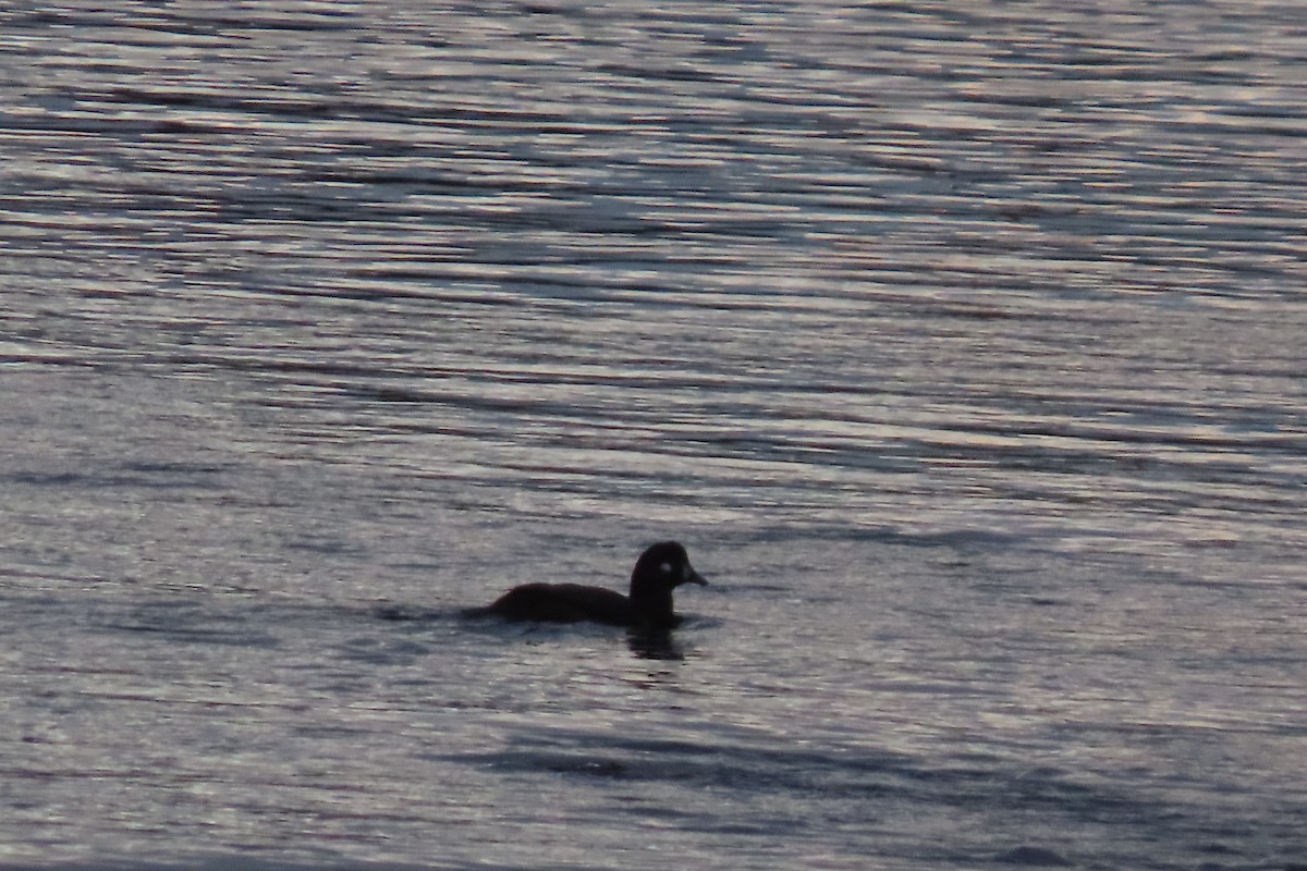 Harlequin Duck - ML644889199
