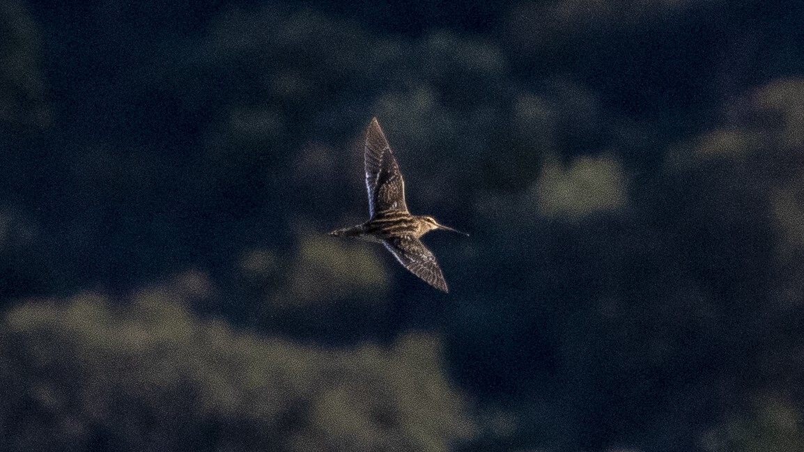 Common Snipe - ML644889206