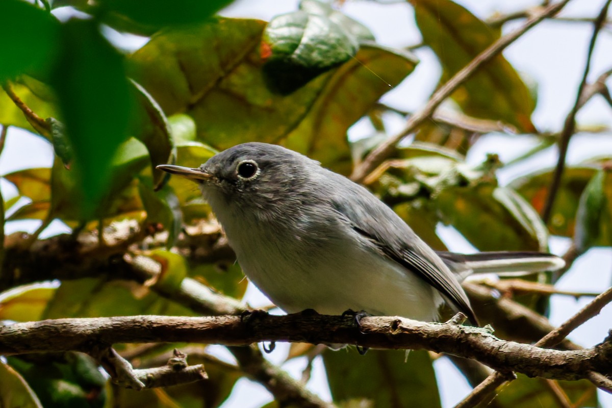 Голубая комароловка - ML644889210