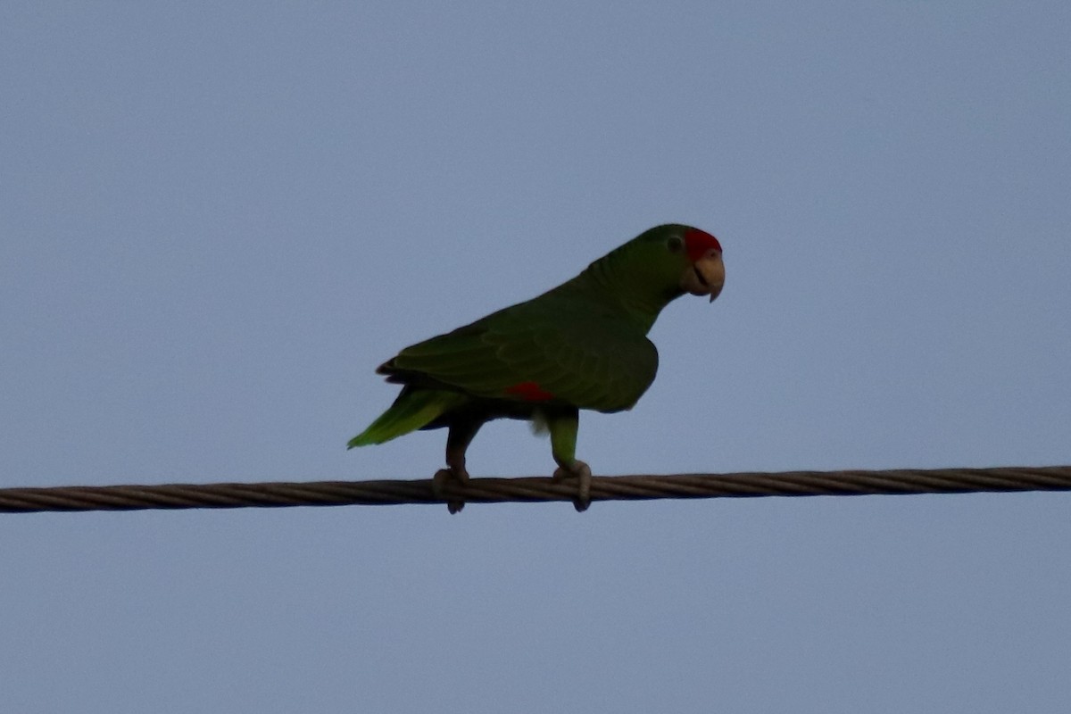 Red-crowned Amazon - ML644889211