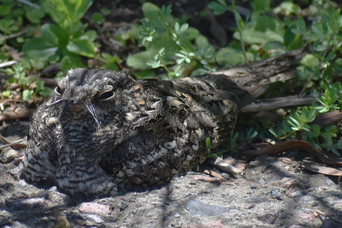 lelek nůžkoocasý - ML644889215