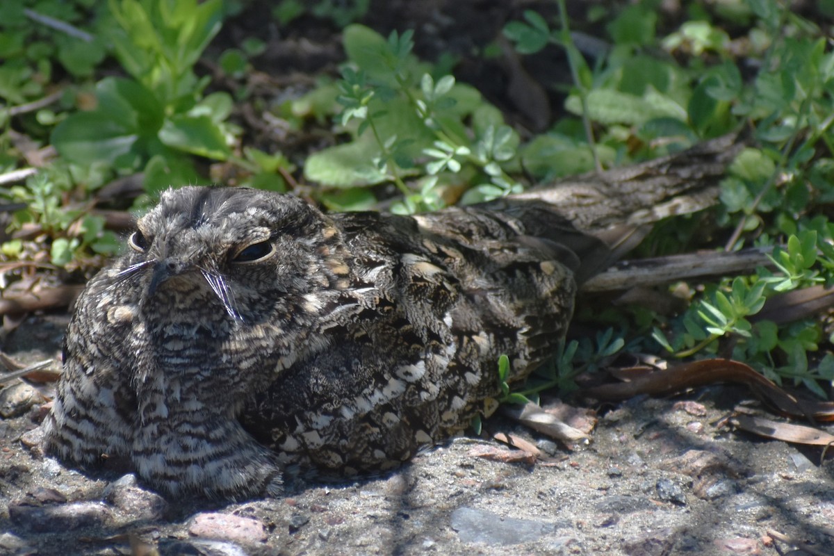 lelek nůžkoocasý - ML644889217