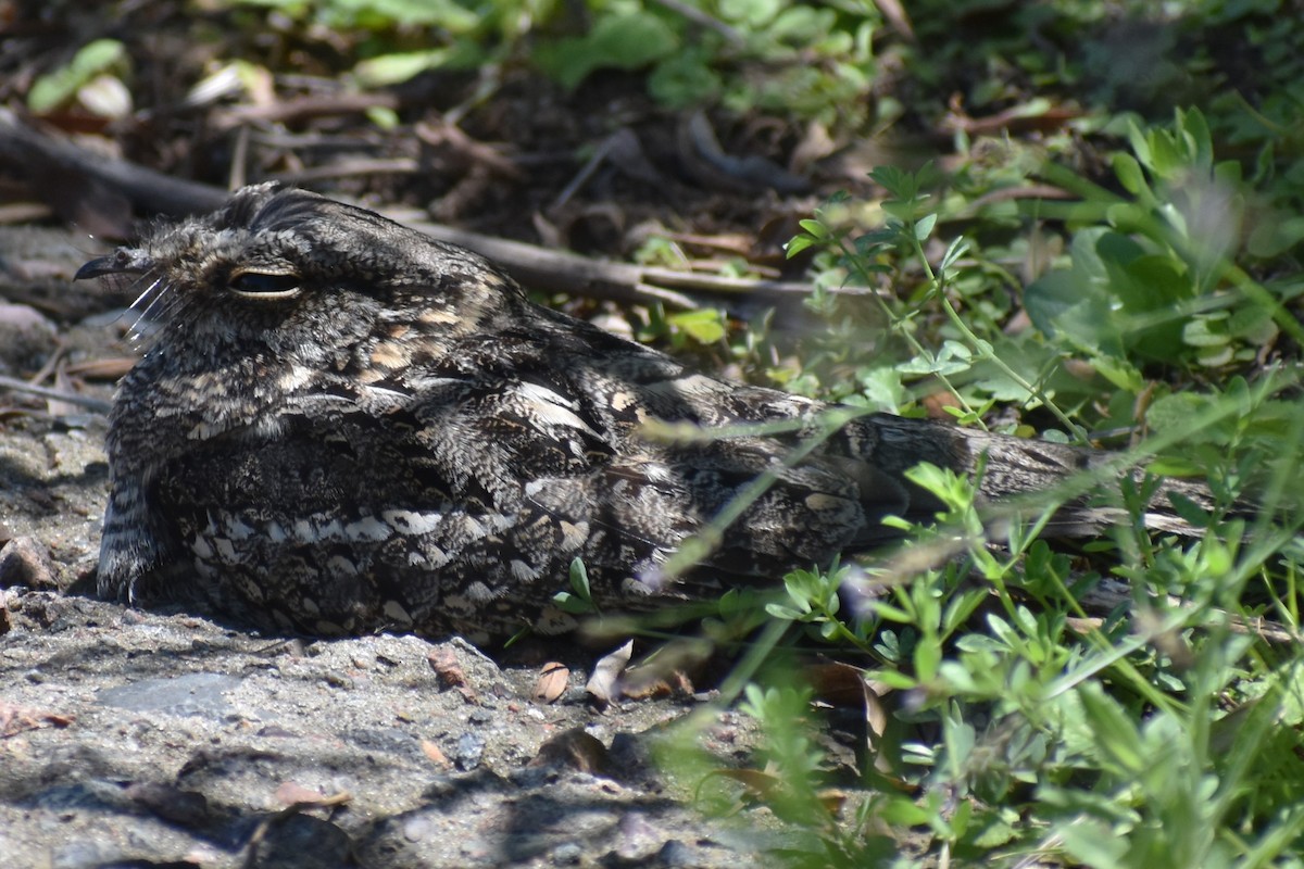 lelek nůžkoocasý - ML644889218