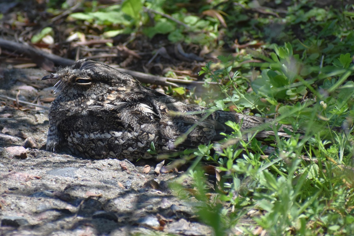 lelek nůžkoocasý - ML644889219