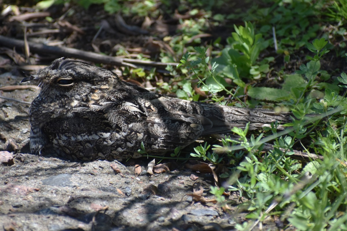 lelek nůžkoocasý - ML644889220