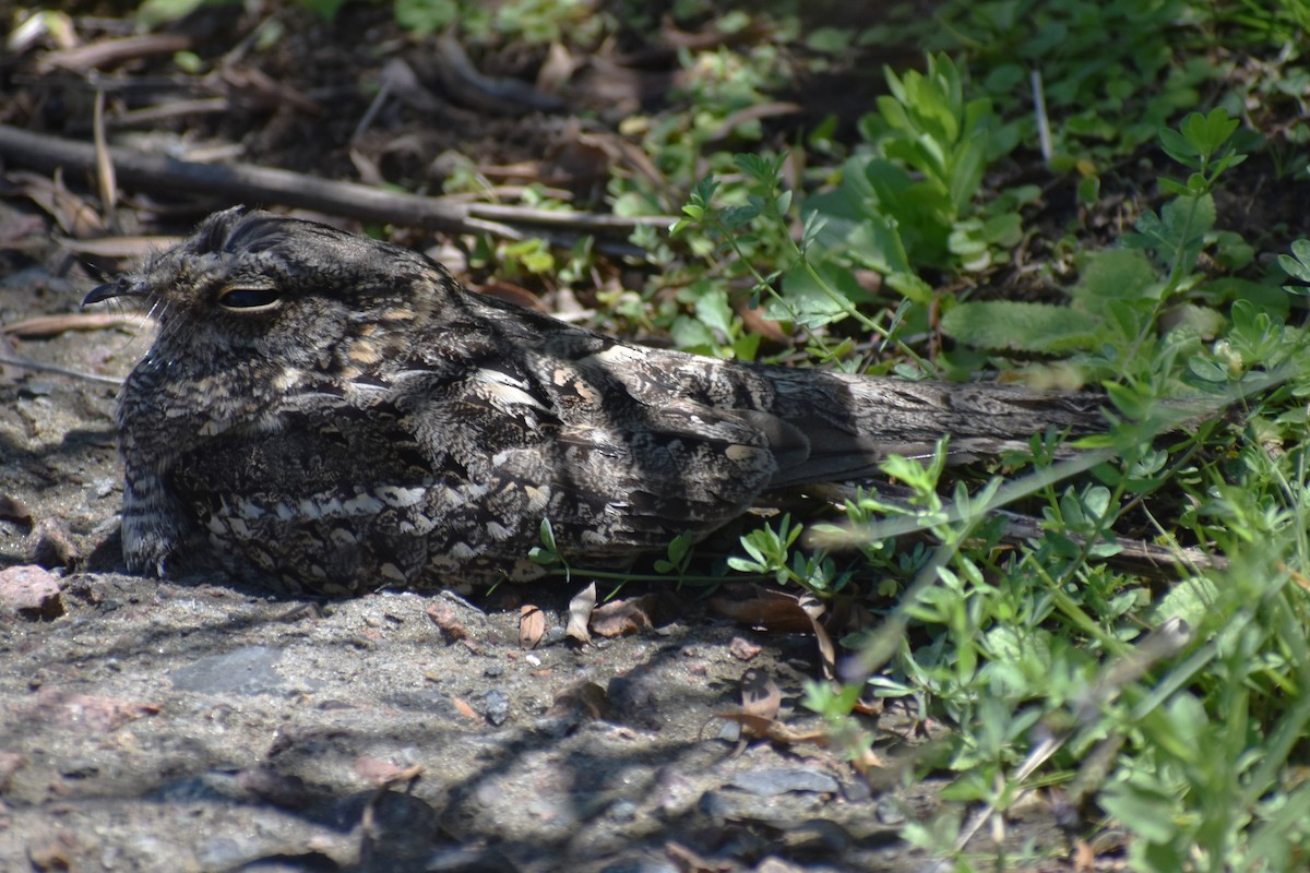 lelek nůžkoocasý - ML644889221