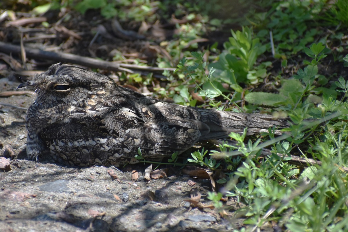 lelek nůžkoocasý - ML644889222