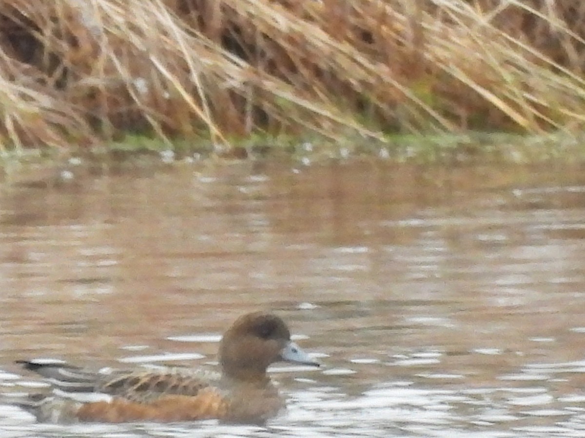 Eurasian Wigeon - ML644889224