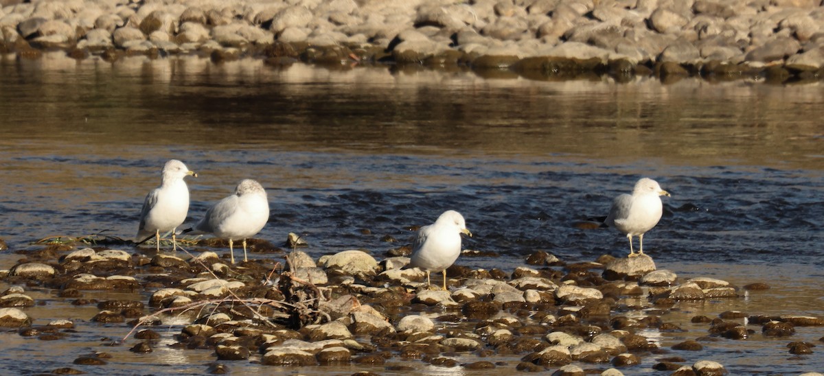 Ring-billed Gull - ML644889232