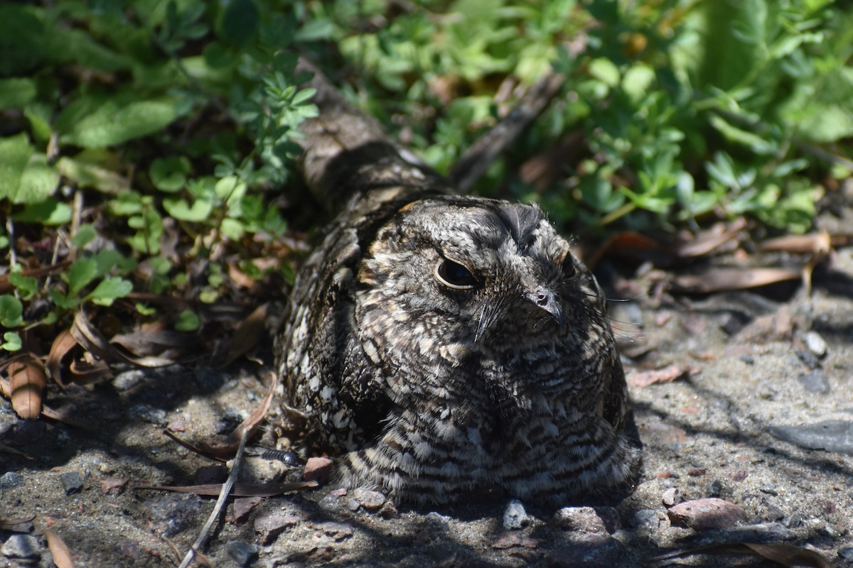 lelek nůžkoocasý - ML644889269