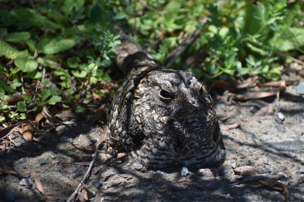 lelek nůžkoocasý - ML644889270