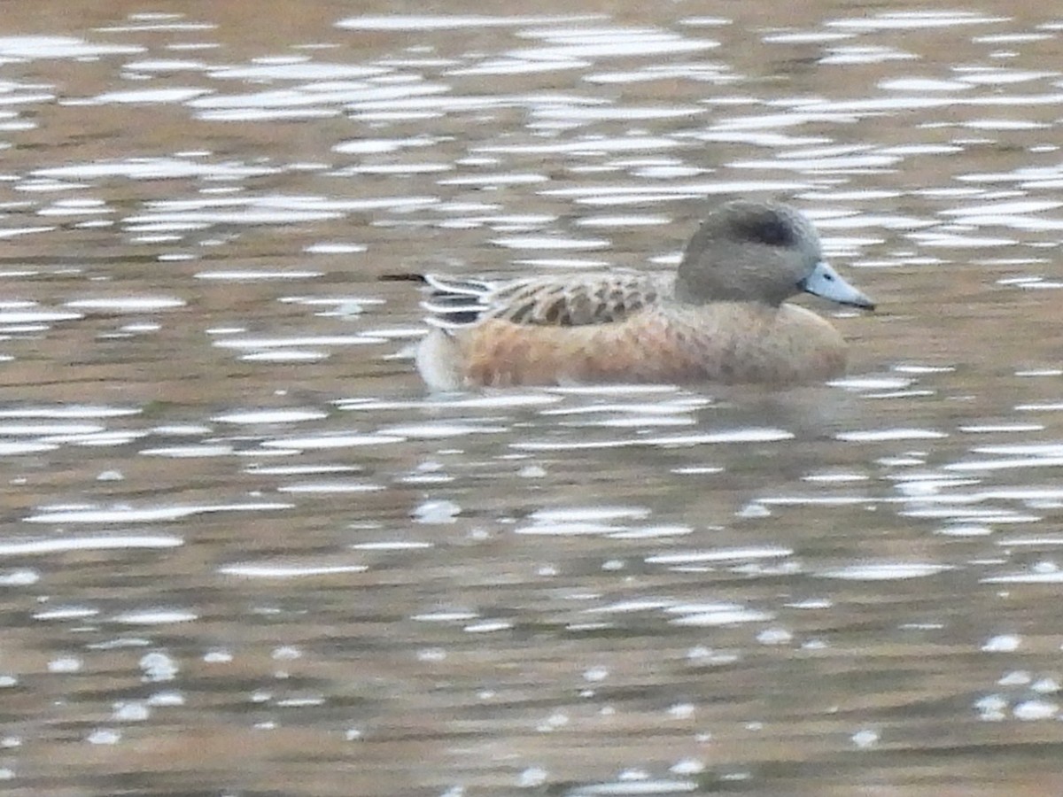 American Wigeon - ML644889273
