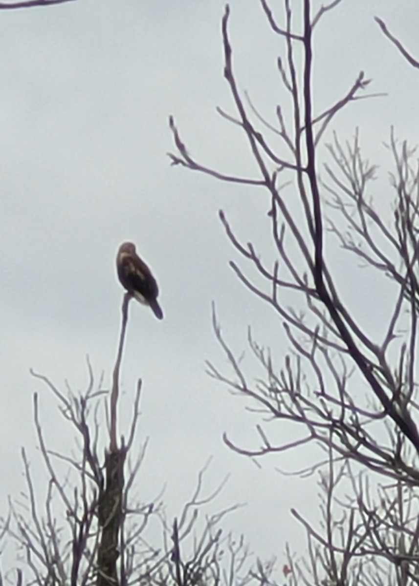 Rough-legged Hawk - ML644889304