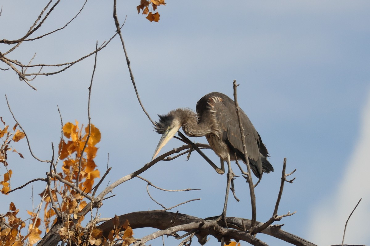 Great Blue Heron - ML644889307