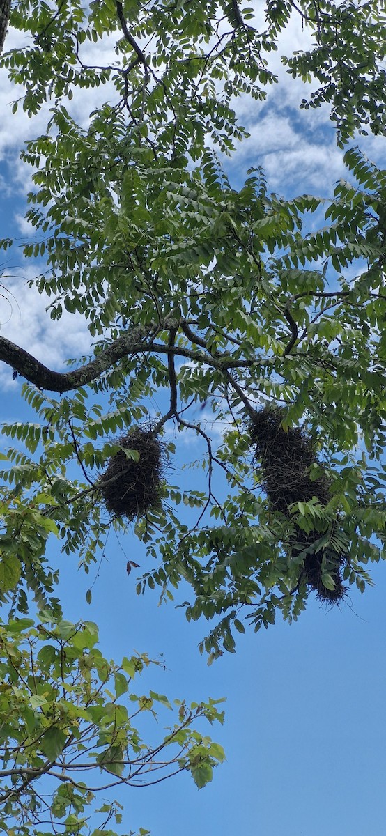 Plain Thornbird - ML644889311