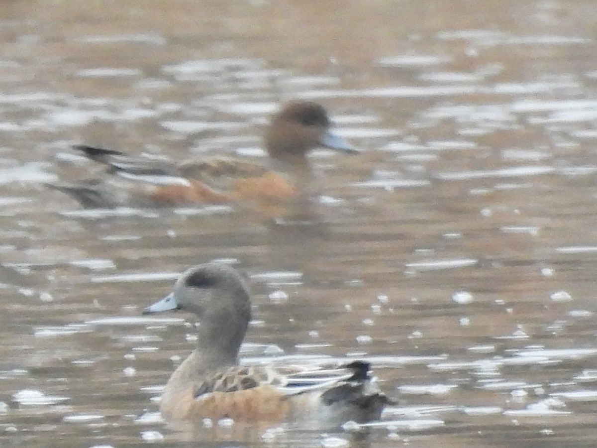American Wigeon - ML644889321